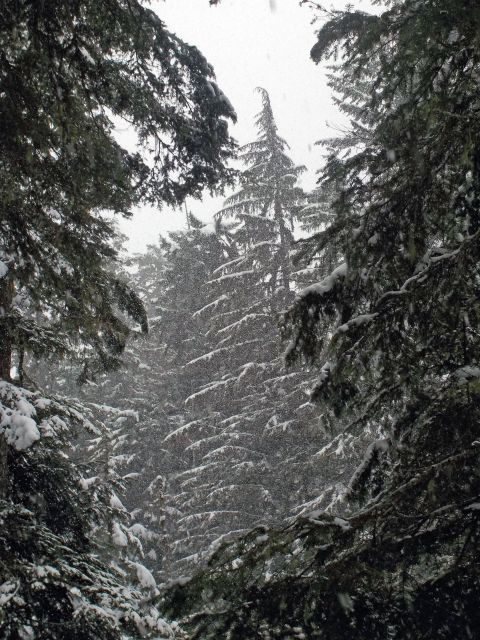 seattle-longmire-in-mount-rainier-winter-day-tour