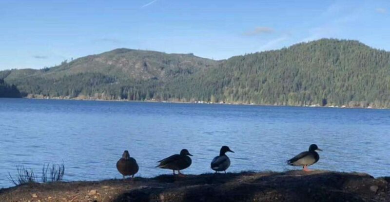 Seattle: Olympic National Park Day Tour with Scenic Ferries - Key Points