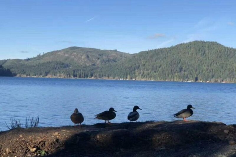 Seattle: Olympic National Park Day Tour with Scenic Ferries - Overview of the Olympic National Park Day Tour