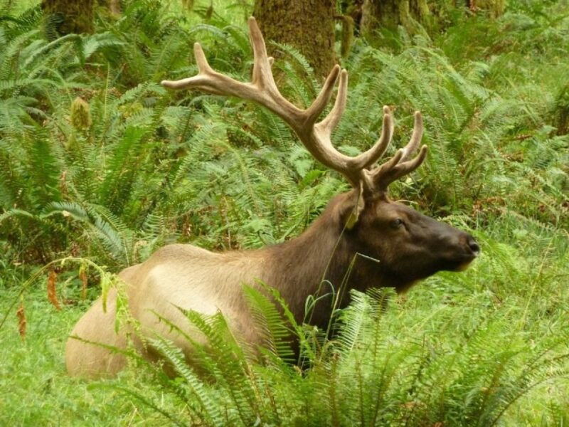 seattle-olympic-national-park-small-group-tour