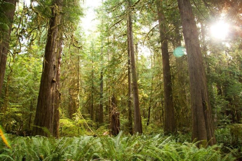 seattle-olympic-national-park-small-group-tour