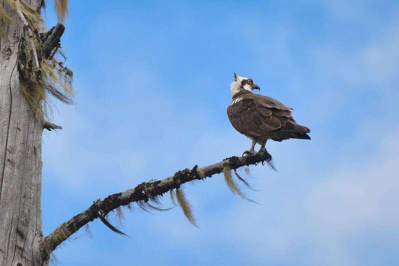 seattle-whidbey-island-deception-pass-winter-birding-trip-2