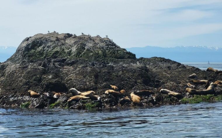 seattle-whidbey-island-deception-pass-winter-birding-trip