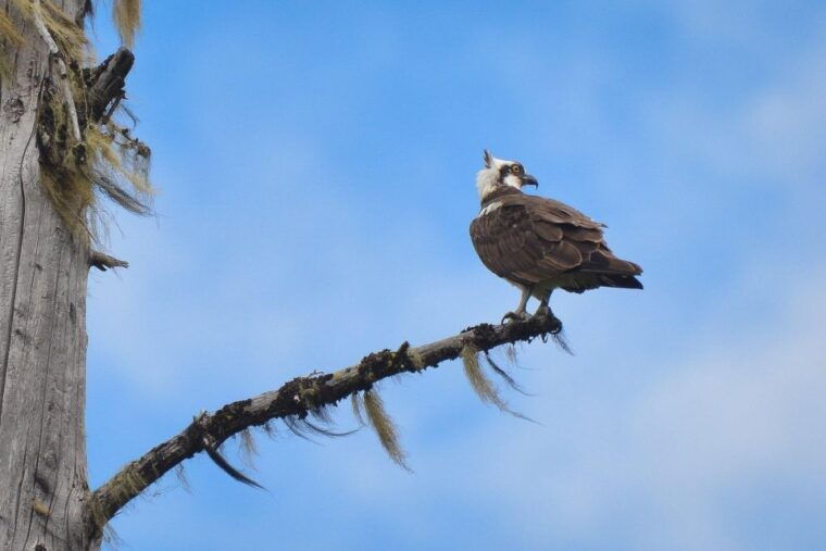 seattle-whidbey-island-deception-pass-winter-birding-trip