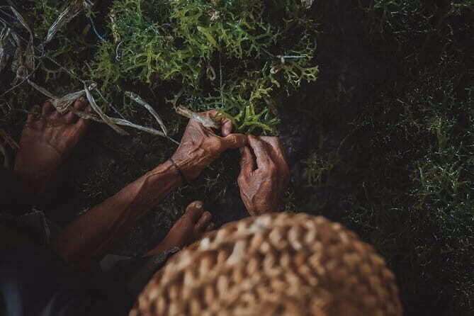 Seaweed Farming Activity and Sightseeing at Diamond Beach - Discovering Nusa Penida’s Seaweed Farming Life