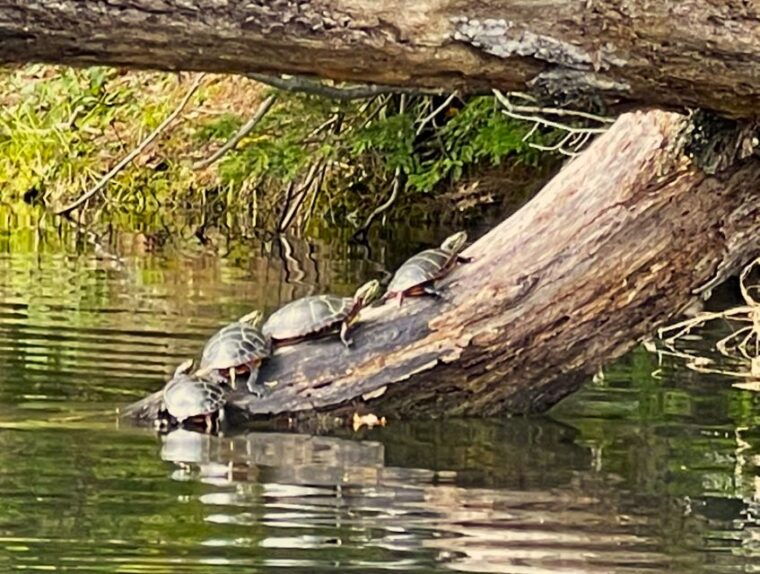 sebago-lake-half-day-kayak-rental