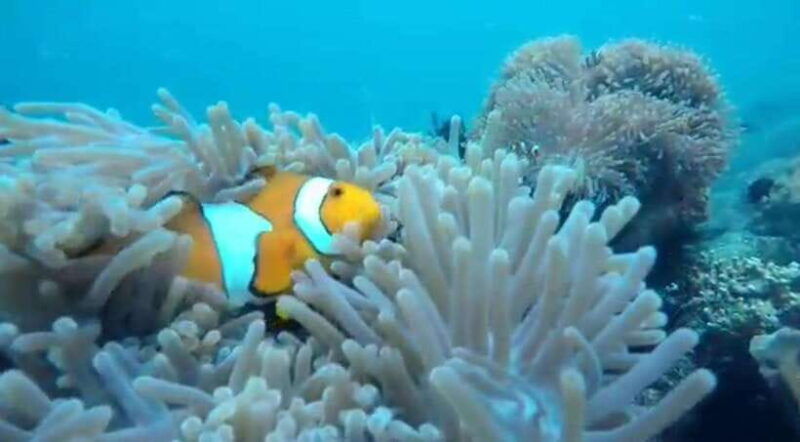 secret-island-gili-nanggu-sudak-and-kedis-snorkeling-tour