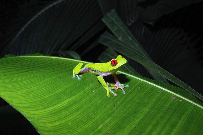 secret-night-walk-in-puerto-jimenez