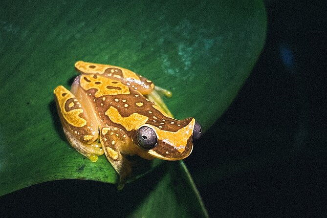 secret-night-walk-in-puerto-jimenez