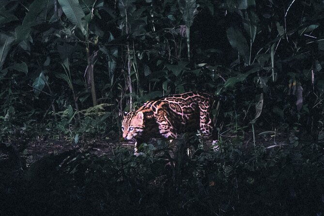 secret-night-walk-in-puerto-jimenez