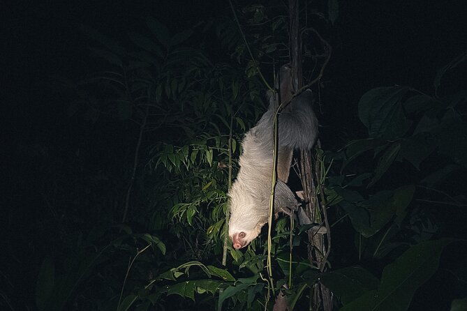 secret-night-walk-in-puerto-jimenez