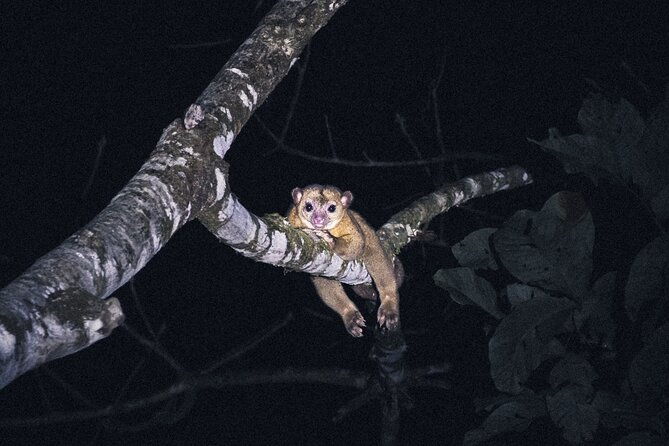 secret-night-walk-in-puerto-jimenez