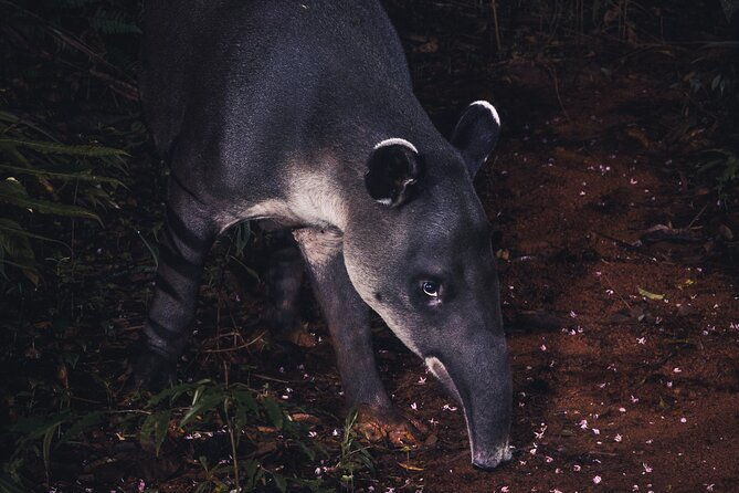 secret-night-walk-in-puerto-jimenez