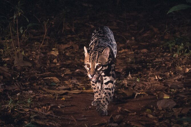 secret-night-walk-in-tamarindo