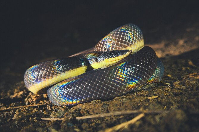 secret-night-walk-in-tamarindo