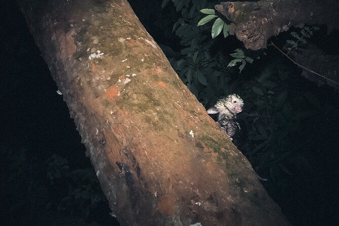 secret-night-walk-in-tortuguero