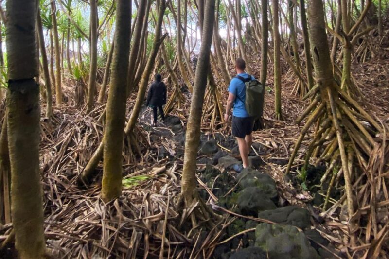 Secret Tide Pool Hike - Jungle & Coast - Private - Key Points  
