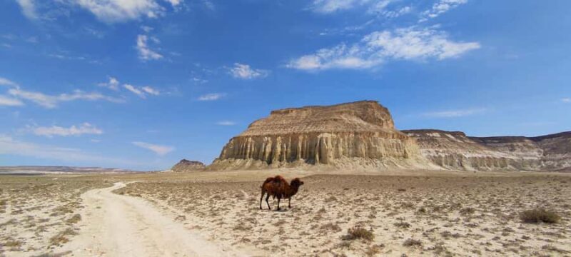 Secrets of the Ustyurt Plateau: 7-Day Jeep Expedition - Who Is This Tour Best For?