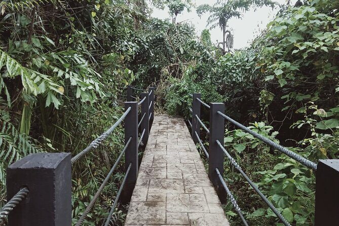 Sedim Rainforest and Canopy Walk - Key Points