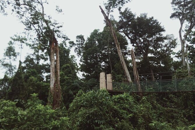 Sedim Rainforest and Canopy Walk - In The Sum Up