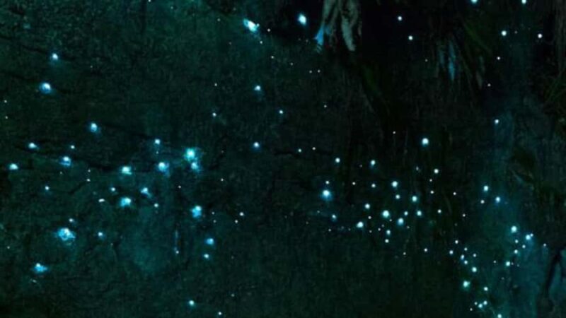 See Auckland's Secret Glow Worms - An Authentic Look at Auckland’s Hidden Natural Wonderland