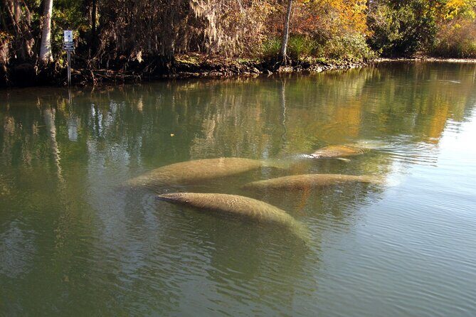 See Crystal River - National Wildlife Refuge Sightseeing Cruise - An In-Depth Look at the Tour