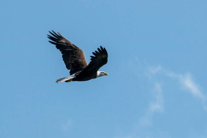 See Crystal River - National Wildlife Refuge Sightseeing Cruise - FAQs