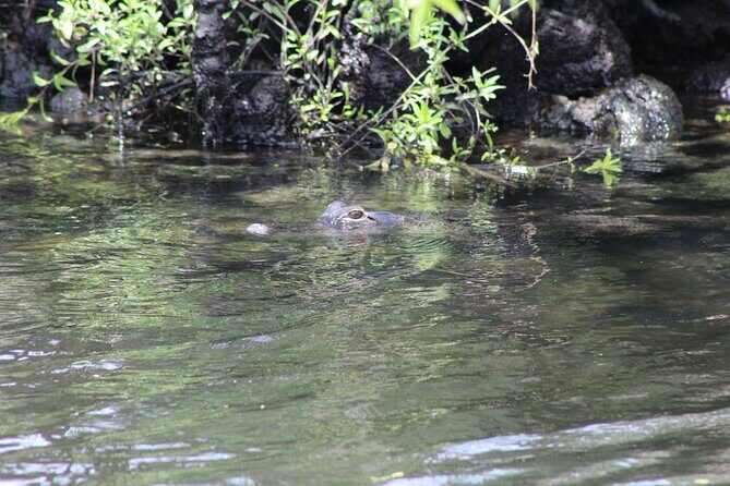 See Crystal River - National Wildlife Refuge Sightseeing Cruise - Final Thoughts