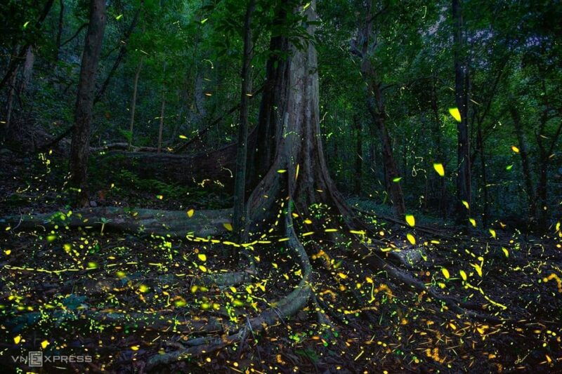 see-fireflies-wild-animals-in-cuc-phuong-national-park