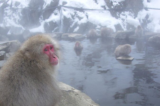 See Snow Monkeys on a Private Day Trip from Tokyo by Bullet Train - Optional Stop: Obuse-machi