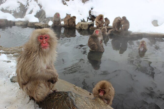 See Snow Monkeys on a Private Day Trip from Tokyo by Bullet Train - The Value of a Guided Small-Group Experience