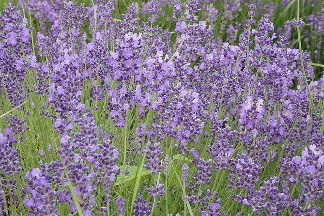 see-the-hungarian-sea-lake-balaton-2