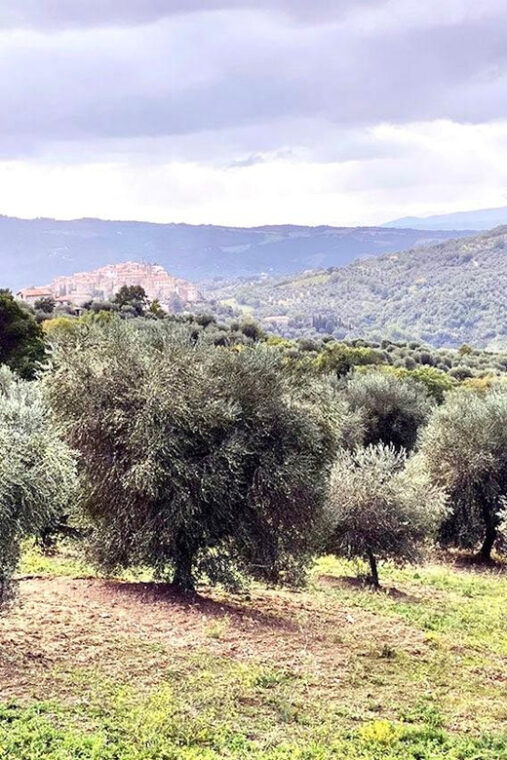 seggiano-extra-virgin-olive-oil-museum-visit-and-tasting