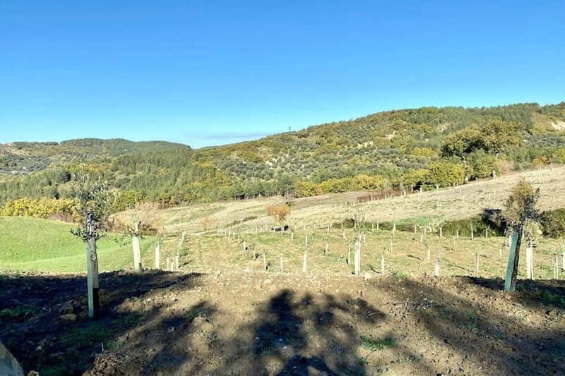 Seggiano: Guided Tour of the Olive Grove and Food Tasting - Who Is This Tour Best For?