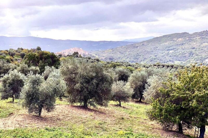 seggiano-typical-tuscan-farm-tour-with-olive-oil-tasting