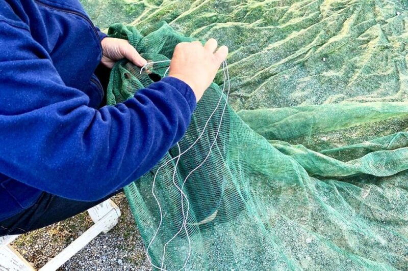 seggiano-typical-tuscan-farm-tour-with-olive-oil-tasting