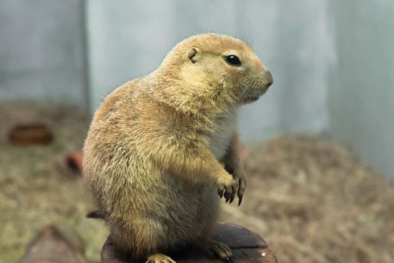 Selangor : Just Farm at Just Pets Megastore Ticket - Exploring the Experience: What to Expect at Just Farm