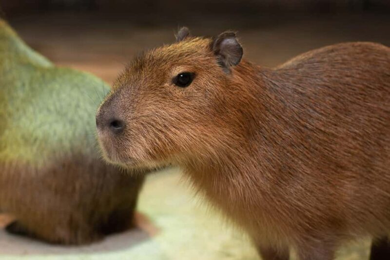 Selangor : Just Farm at Just Pets Megastore Ticket - Final Thoughts