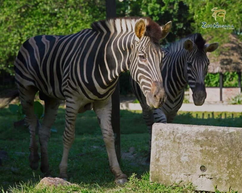 Selangor: Zoo Negara E-Ticket - Who Should Visit?