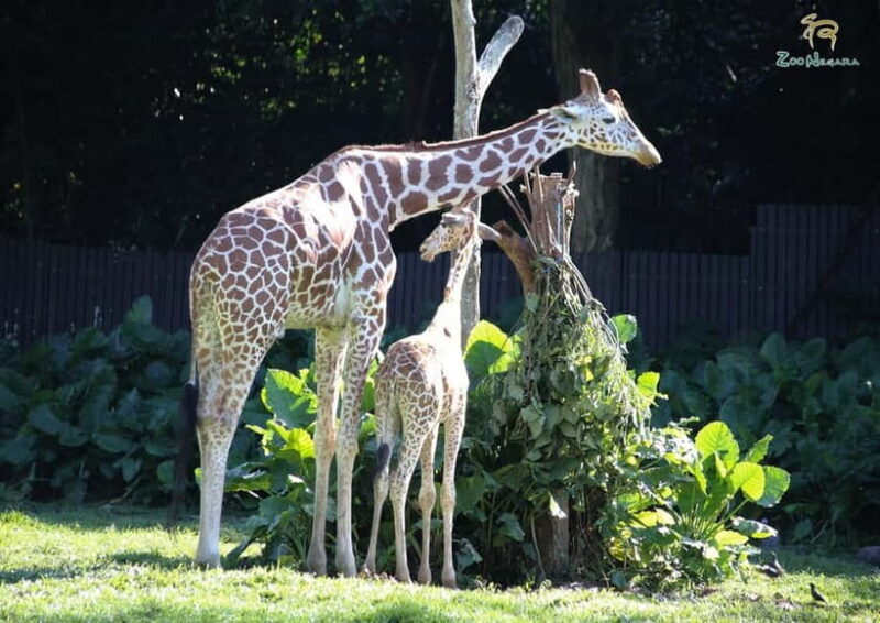 Selangor: Zoo Negara E-Ticket - FAQ