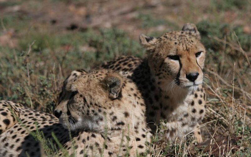 Self drive Aquila Safari Game Reserve Afternoon Game Drive - Key Points