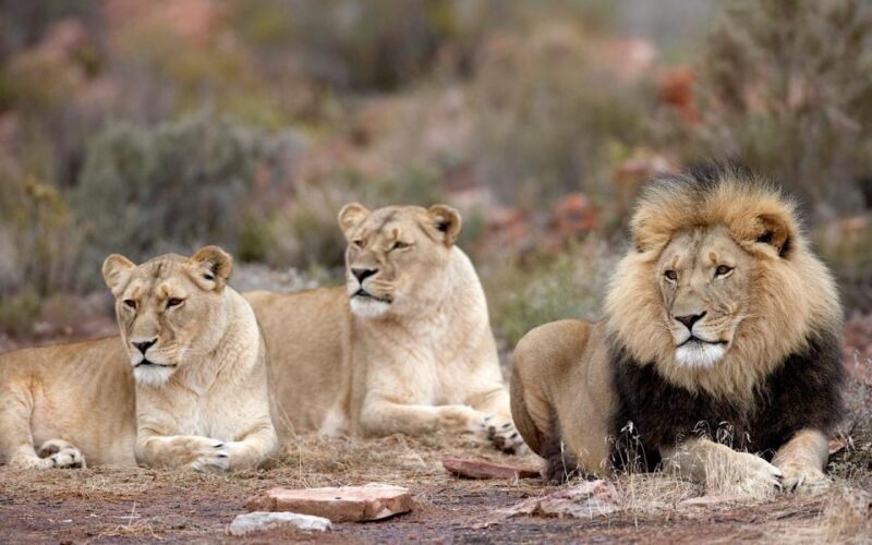 Self drive Aquila Safari Game Reserve Afternoon Game Drive - The Sum Up