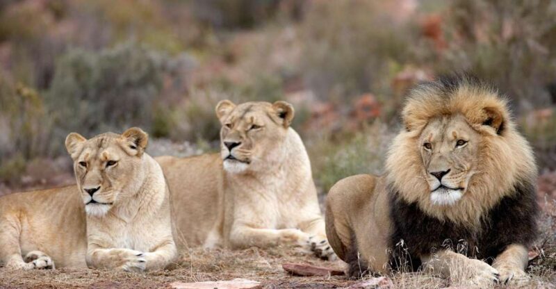 Self drive Aquila Safari Reserve Early Morning Game Drive - Key Points
