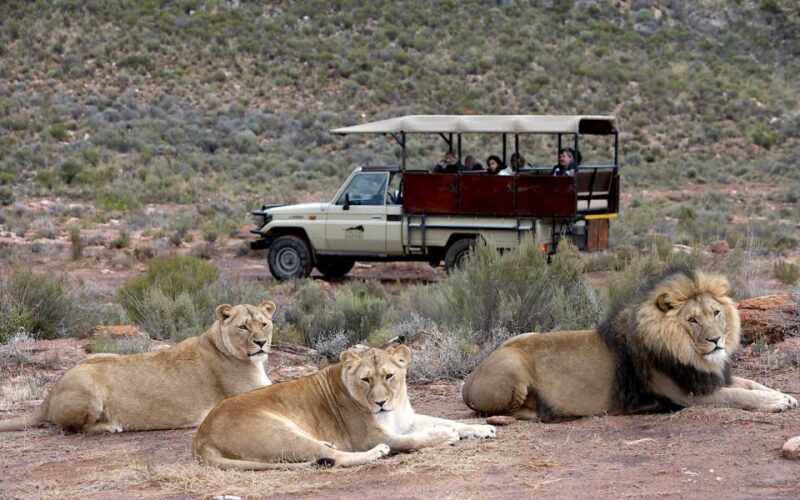 Self drive Aquila Safari Reserve Early Morning Game Drive - The Practicalities: Timing, Group Size, and Comfort
