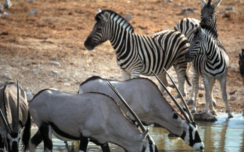 Self drive Aquila Safari Reserve Early Morning Game Drive - FAQ: Your Questions About the Aquila Self-Drive Safari