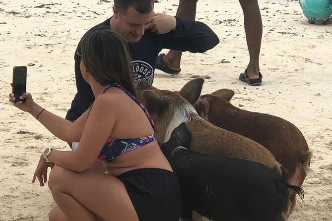 self-drive-speedboat-and-swim-with-the-pigs