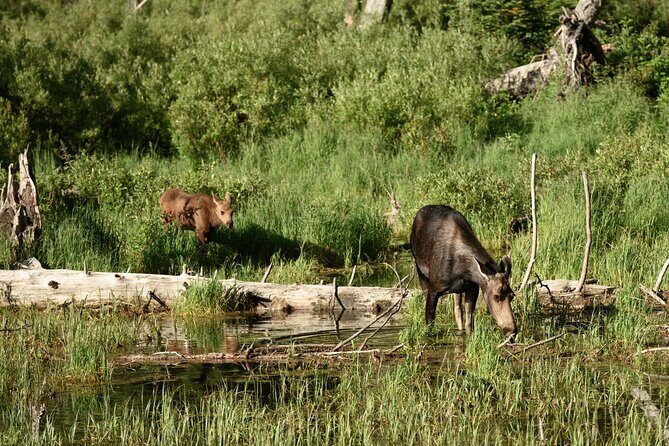 Self-Guided Audio Driving Tour in Grand Teton National Park - FAQ