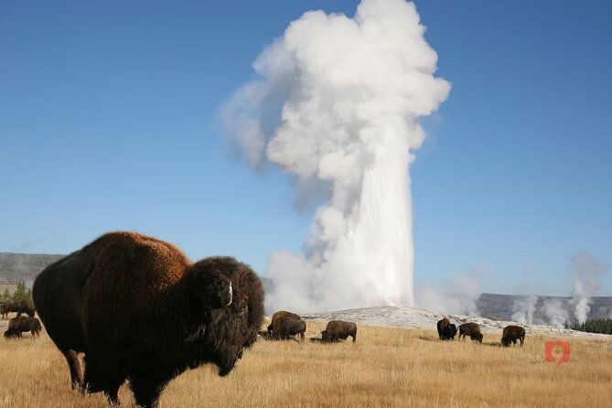 self-guided-audio-driving-tour-in-yellowstone-and-grand-teton