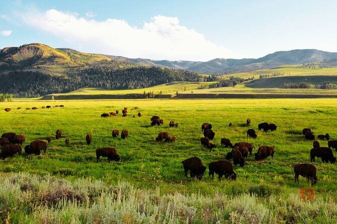 self-guided-audio-driving-tour-in-yellowstone-and-grand-teton
