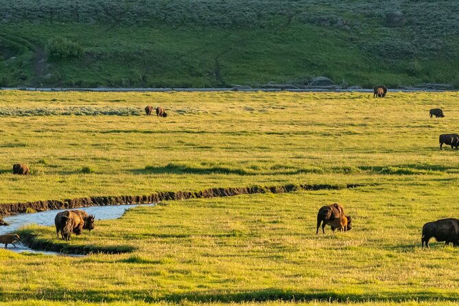 self-guided-audio-driving-tour-in-yellowstone-national-park